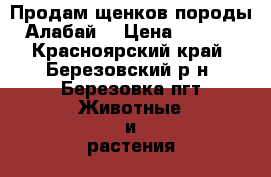 Продам щенков породы “Алабай“ › Цена ­ 5 000 - Красноярский край, Березовский р-н, Березовка пгт Животные и растения » Собаки   . Красноярский край